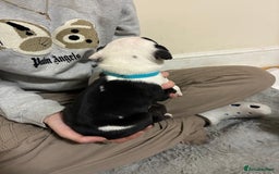 Mixed Breed dogs for sale: Staffordshire bull terrier  - Image 4