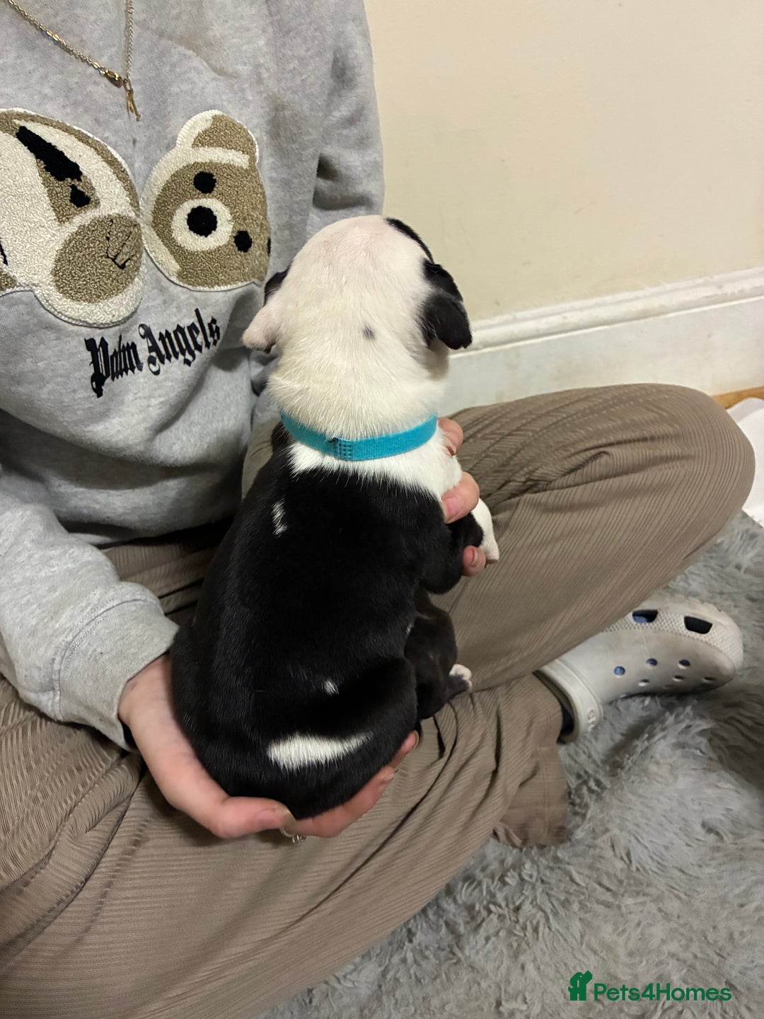 Mixed Breed dogs for sale: Staffordshire bull terrier  - Image 4