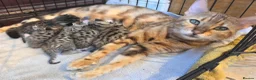 Bengal cats for sale: Beautiful Bengal cross kittens  - Advert 40
