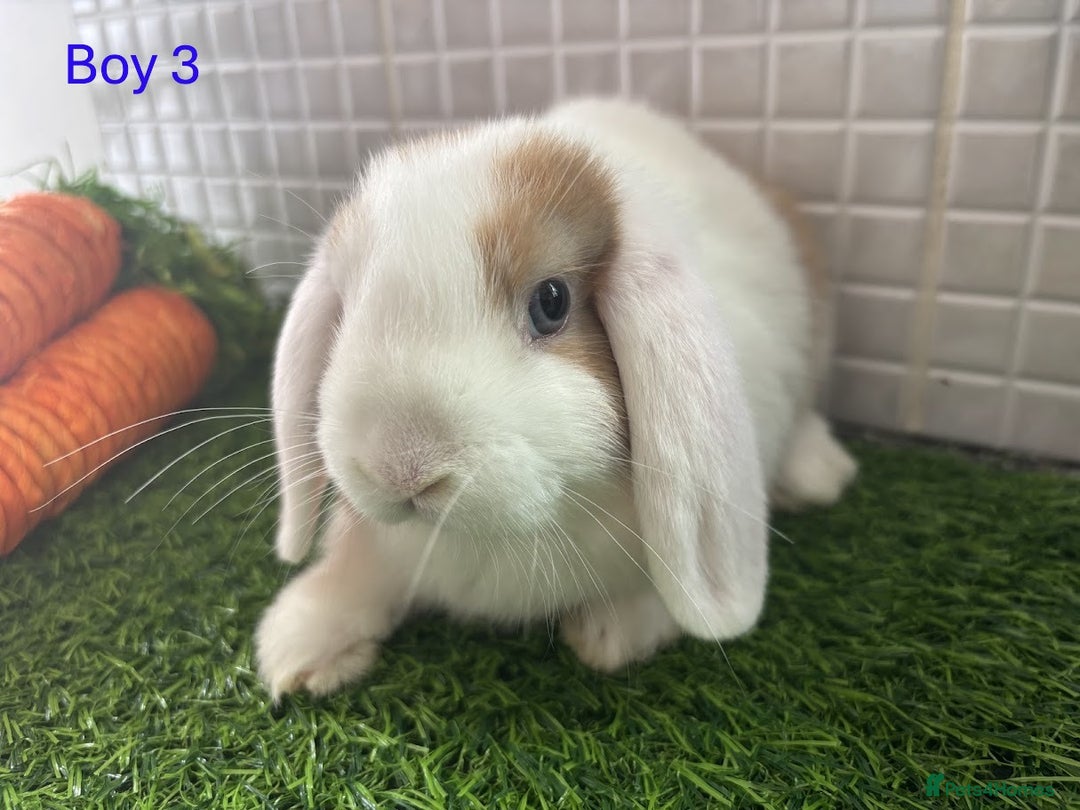 Mini Lop rabbits for sale: Mini lop baby bunnies - Ready now! - Image 13