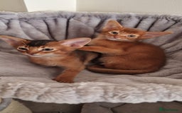 Abyssinian cats for stud: Stud Abyssinian TICA Registered in Corby - Image 8