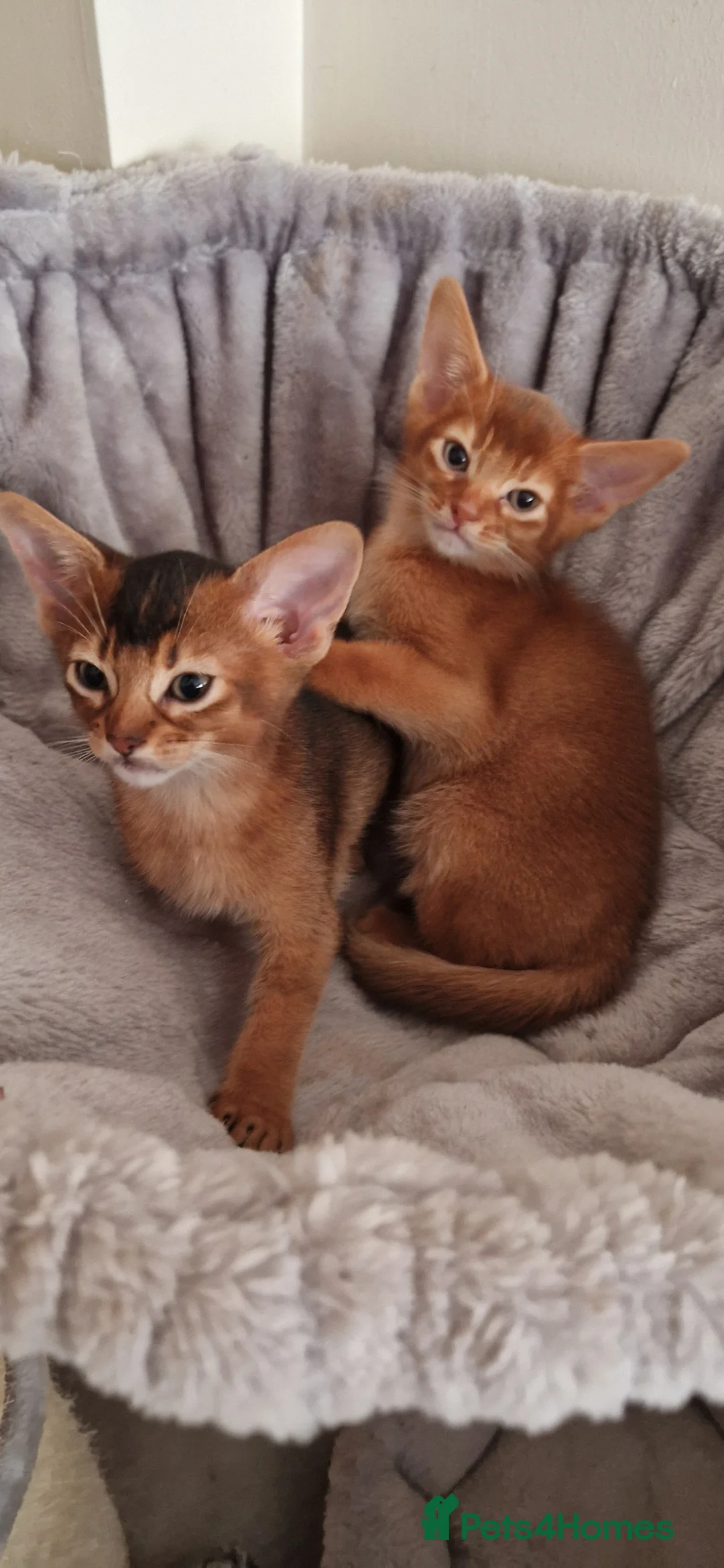 Abyssinian cats for stud: Stud Abyssinian TICA Registered in Corby - Advert 8