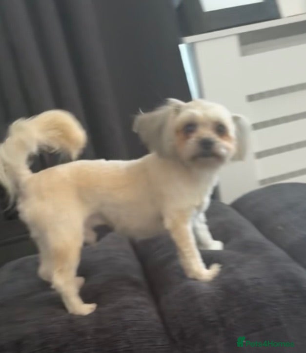 Mixed Breed dogs shih tzu x jack russell ready to leave  - Advert 18