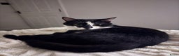 Domestic Shorthair cats for sale: Oreo male cat - Advert 1