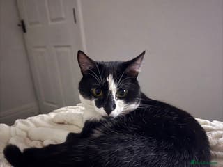 Domestic Shorthair cats Oreo male cat - Advert 11