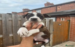 Mixed Breed dogs for sale: Bull Herder pups for sale  - Image 7