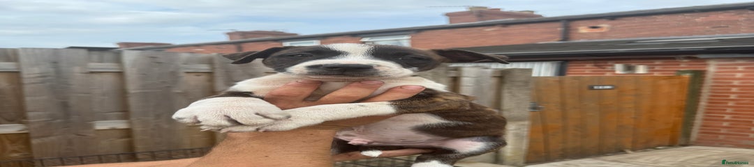 Mixed Breed Puppy 5