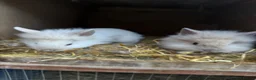 Lionhead rabbits for sale: 3x gorgeous fluffy lionhead bunnies ready to go  - Advert 8