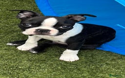 Boston Terrier dogs for sale: Stunning healthy puppies - Image 10