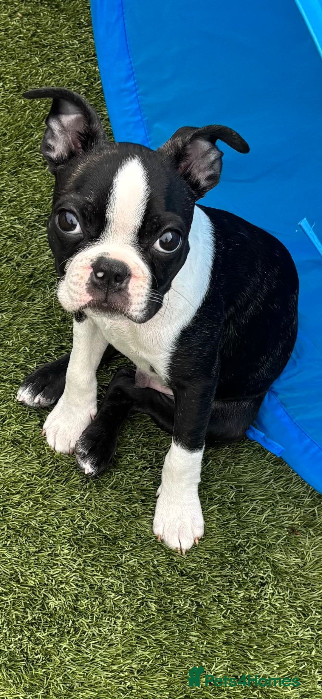 Boston Terrier dogs for sale: Stunning healthy puppies - Image 10