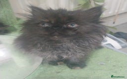 Persian cats for sale: Gorgeous Persian Kitten - Image 7