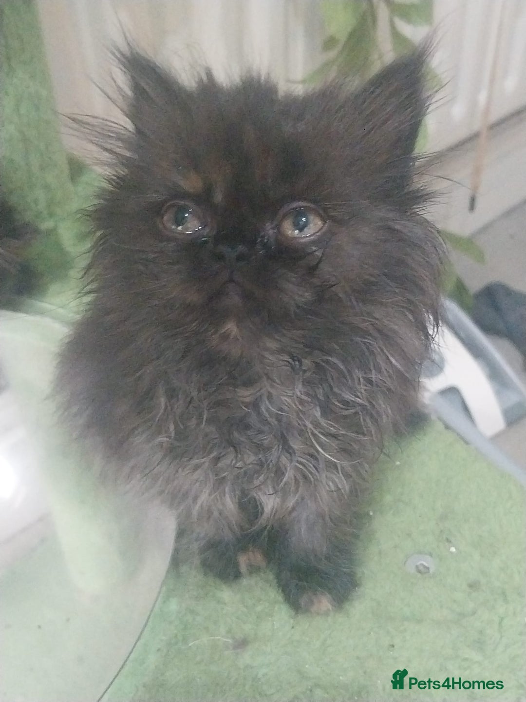 Persian cats for sale: Gorgeous Persian Kitten - Image 7
