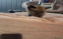 Ragdoll cats for sale: Beautiful Ragdoll Kittens - Image 11