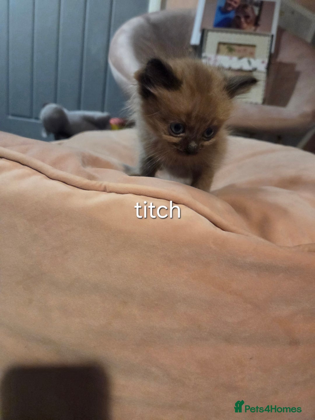 Ragdoll cats for sale: Beautiful Ragdoll Kittens - Image 11