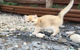 Scottish Fold cats for sale: 1male  1 female READY TO COLLECT - Image 16