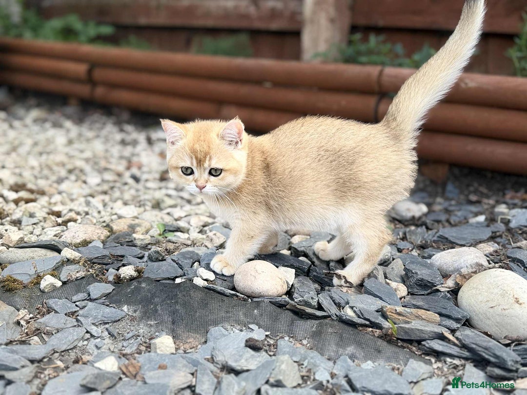 Scottish Fold cats for sale: 1male  1 female READY TO COLLECT - Image 16