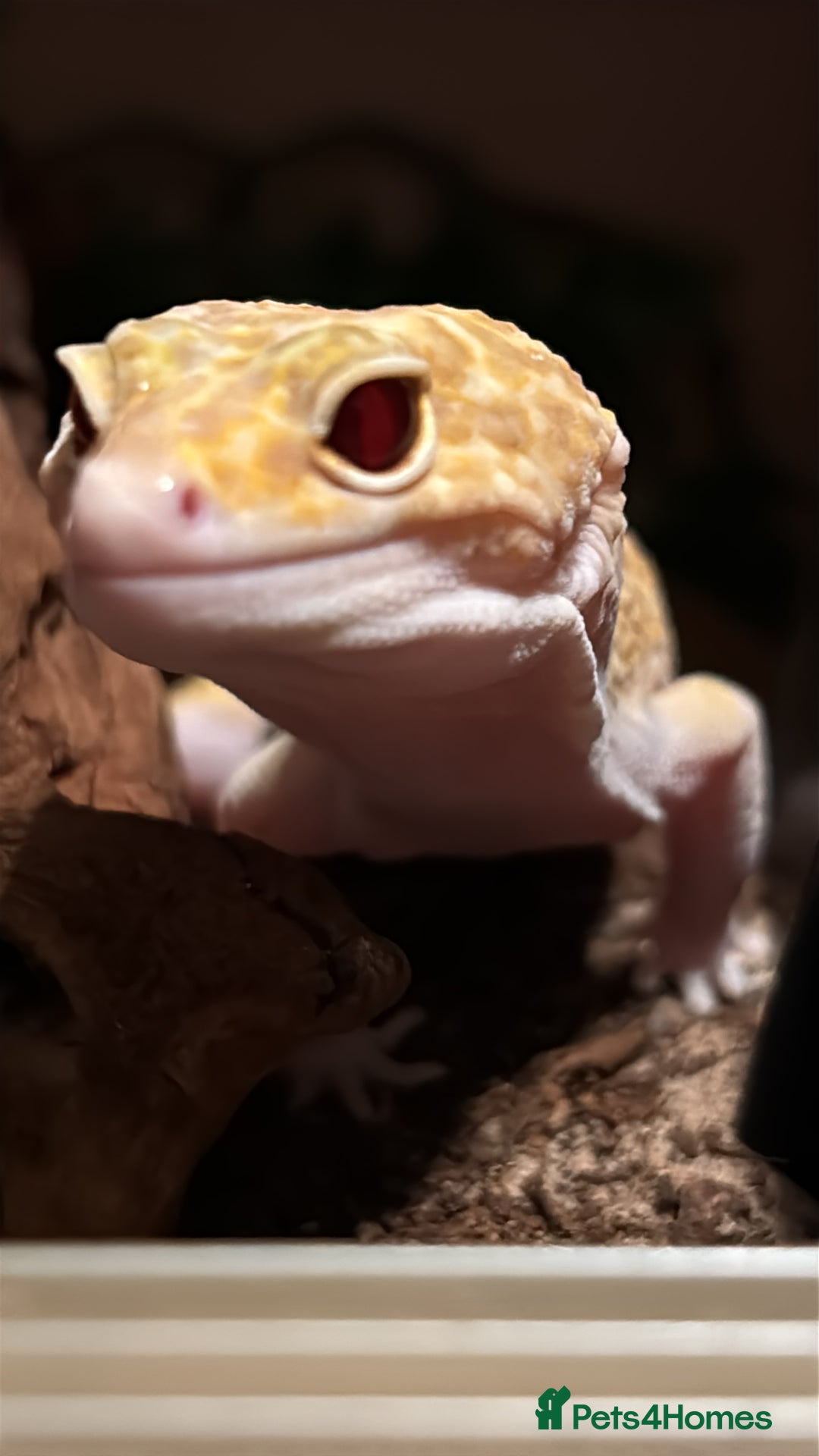 Leopard Gecko reptiles for sale: Leopard gecko - Advert 2