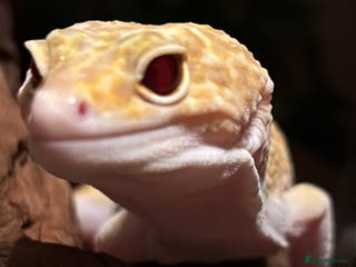 Leopard Gecko reptiles Leopard gecko - Advert 16