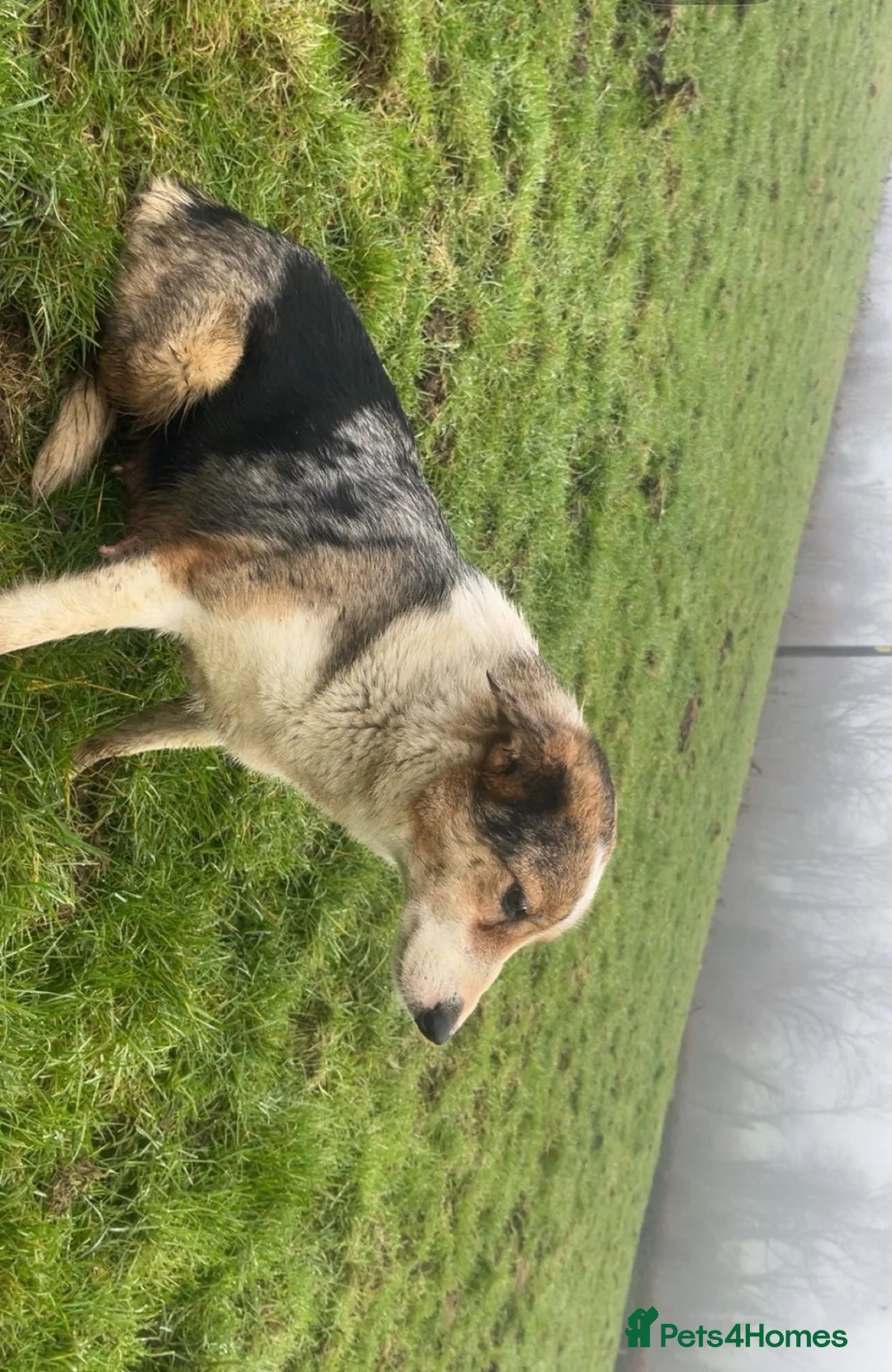 Border Collie dogs for sale: Collie puppies - merles  - Advert 1