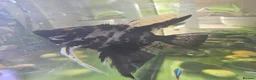 Angelfish fish for sale: 2 beautiful angel fish - Advert 1