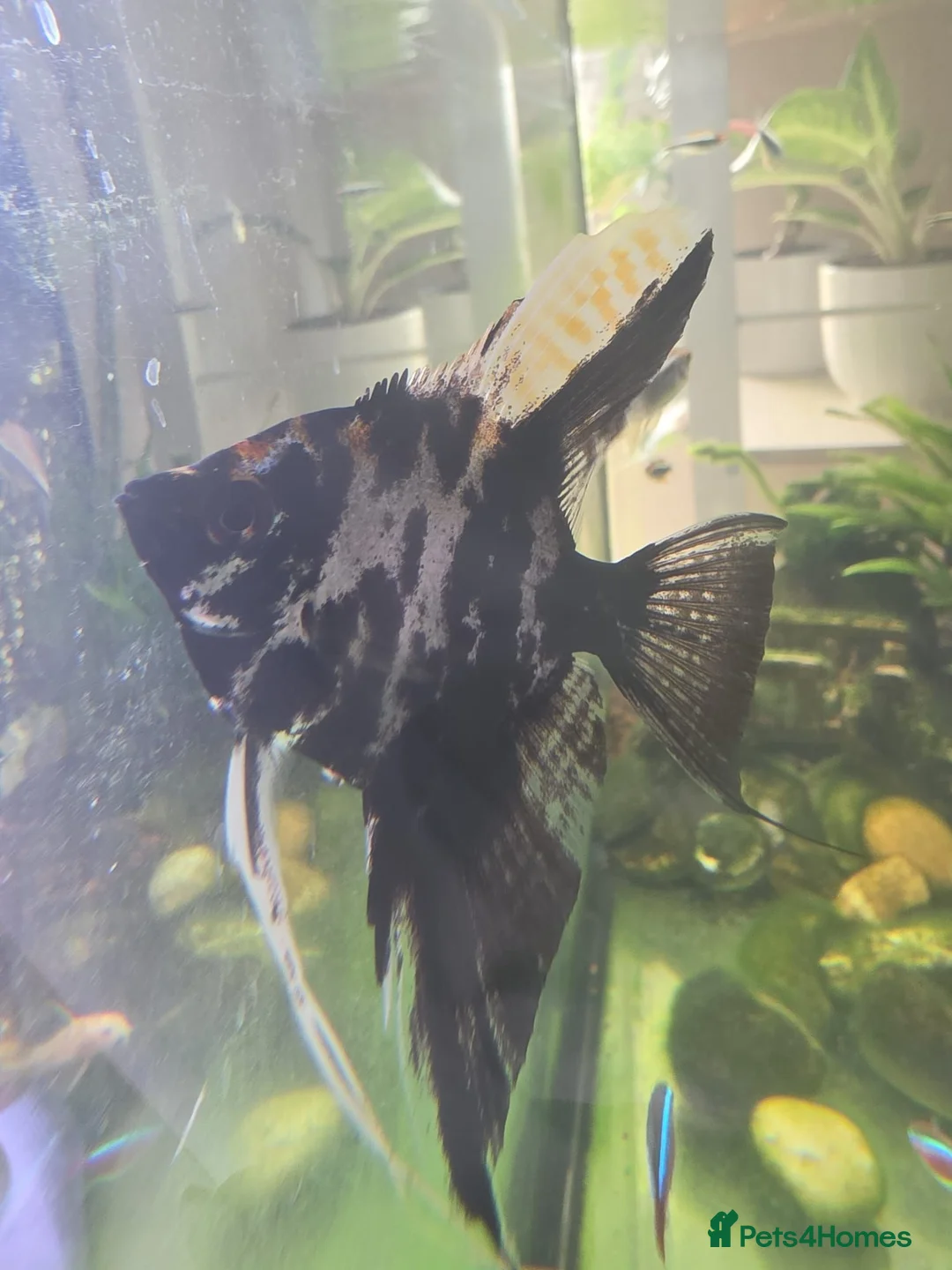 Angelfish fish for sale: 2 beautiful angel fish - Advert 1