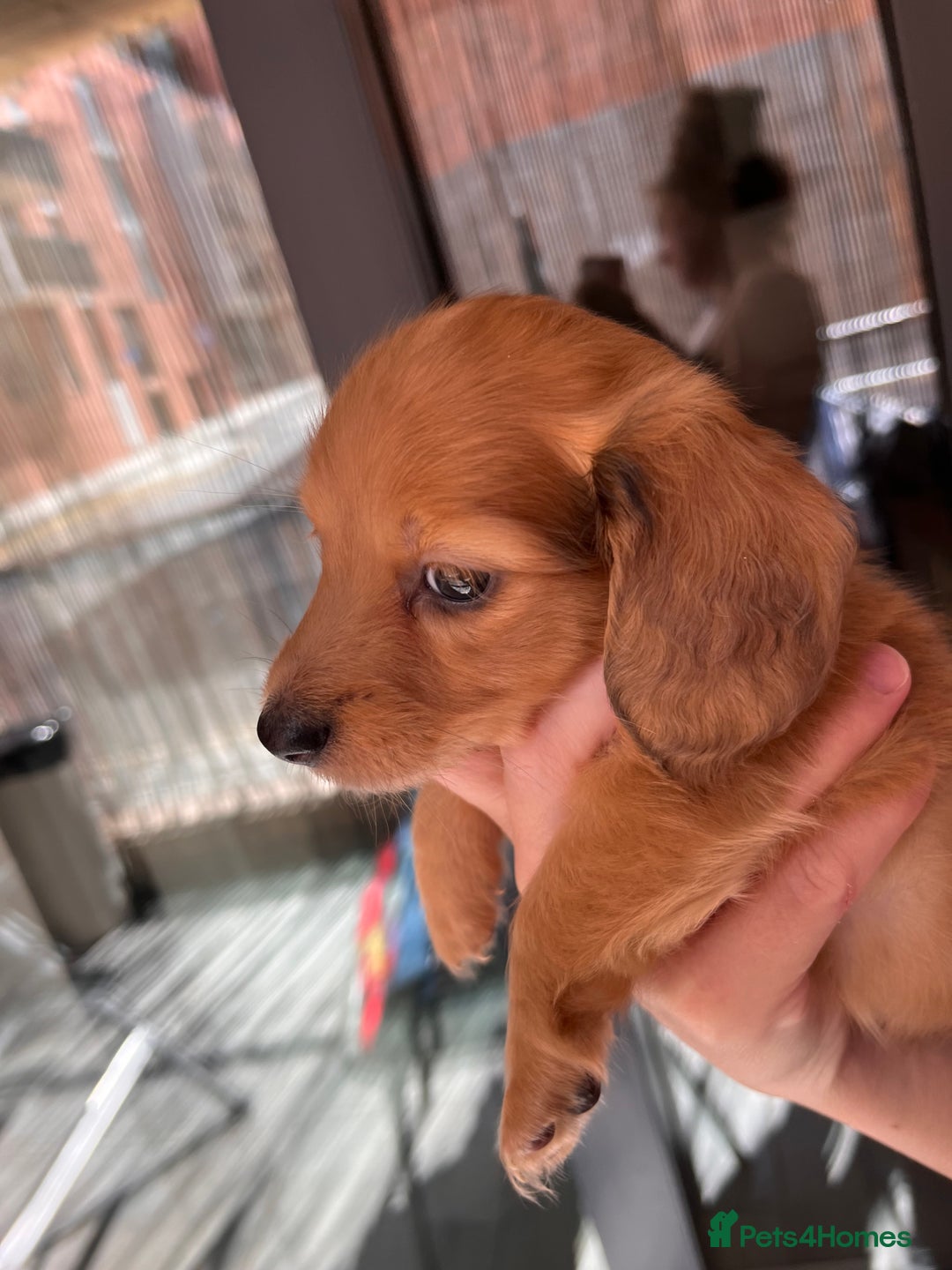 Dachshund dogs for sale: Fluffy Dachshund puppy  - Image 4