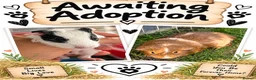 Guinea Pig rodents for sale: pairs of bonded male guinea pigs  - Advert 2