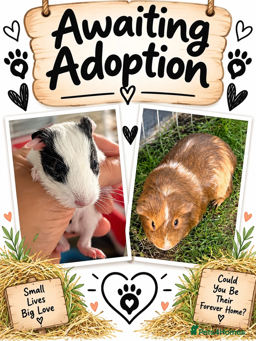 Guinea Pig rodents for sale: pairs of bonded male guinea pigs  - Advert 2