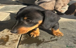 Miniature Dachshund dogs for sale: true miniature dachshunds - Image 7