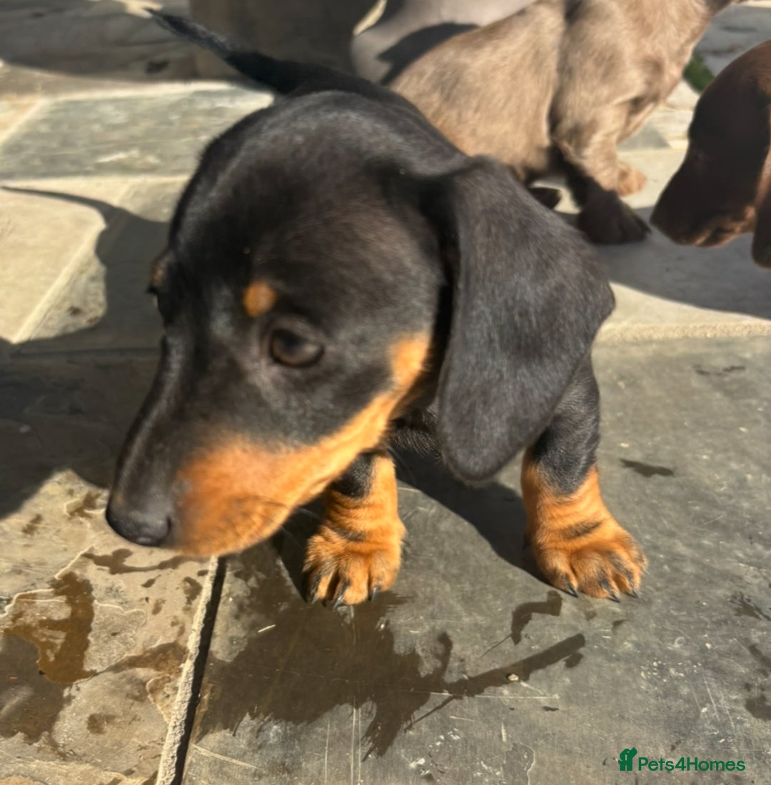 Miniature Dachshund dogs for sale: true miniature dachshunds - Image 7