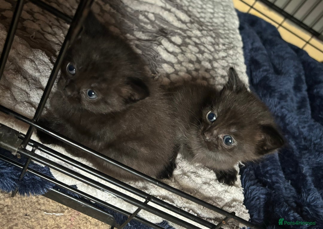Domestic Shorthair cats for sale: 2 female black/grey kittens - Image 2