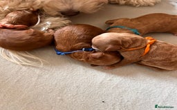 Toy Poodle dogs for stud: Proven red toy poodle For stud  ( Health tested )  in Rotherham - Image 15