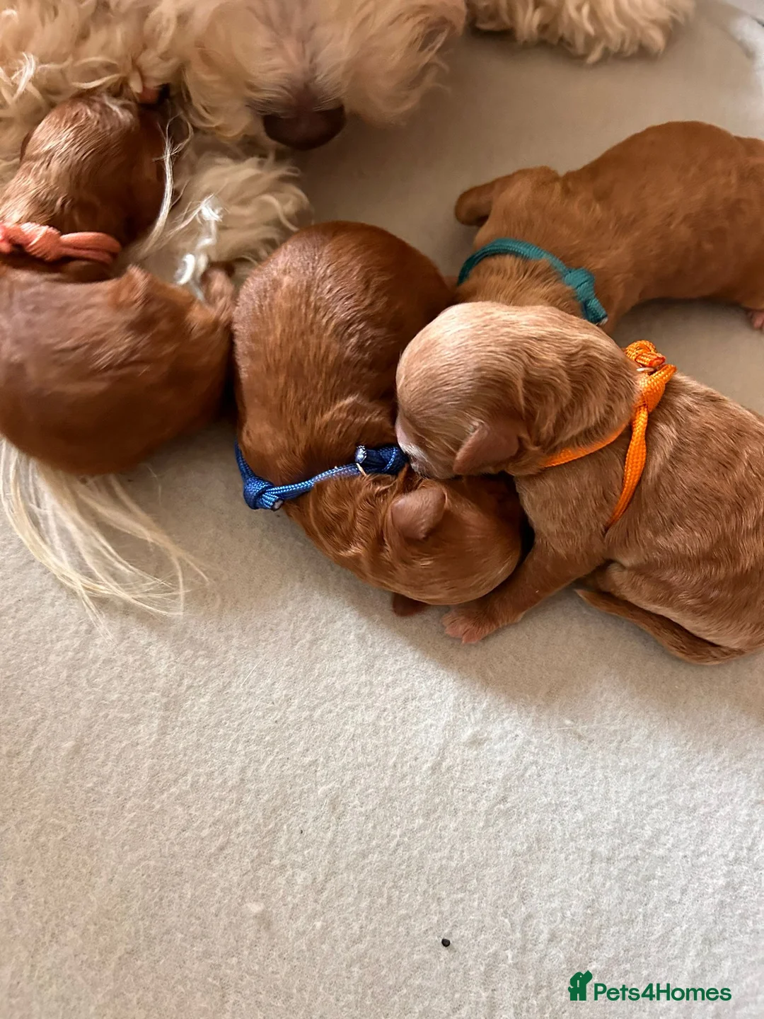 Toy Poodle dogs for stud: Proven red toy poodle For stud  ( Health tested )  in Rotherham - Advert 16