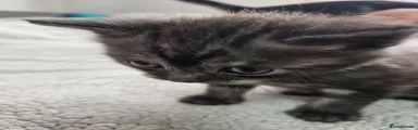 British Shorthair 2