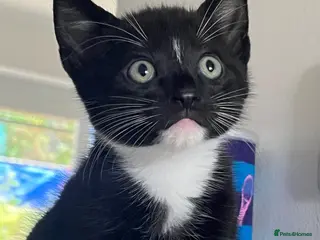 Mixed Breed cats Mix Angora kittens - Advert 1