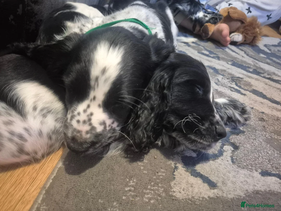 Cocker Spaniel dogs for sale: Stunning Show Cocker litter of 6 in Ipswich - Advert 2