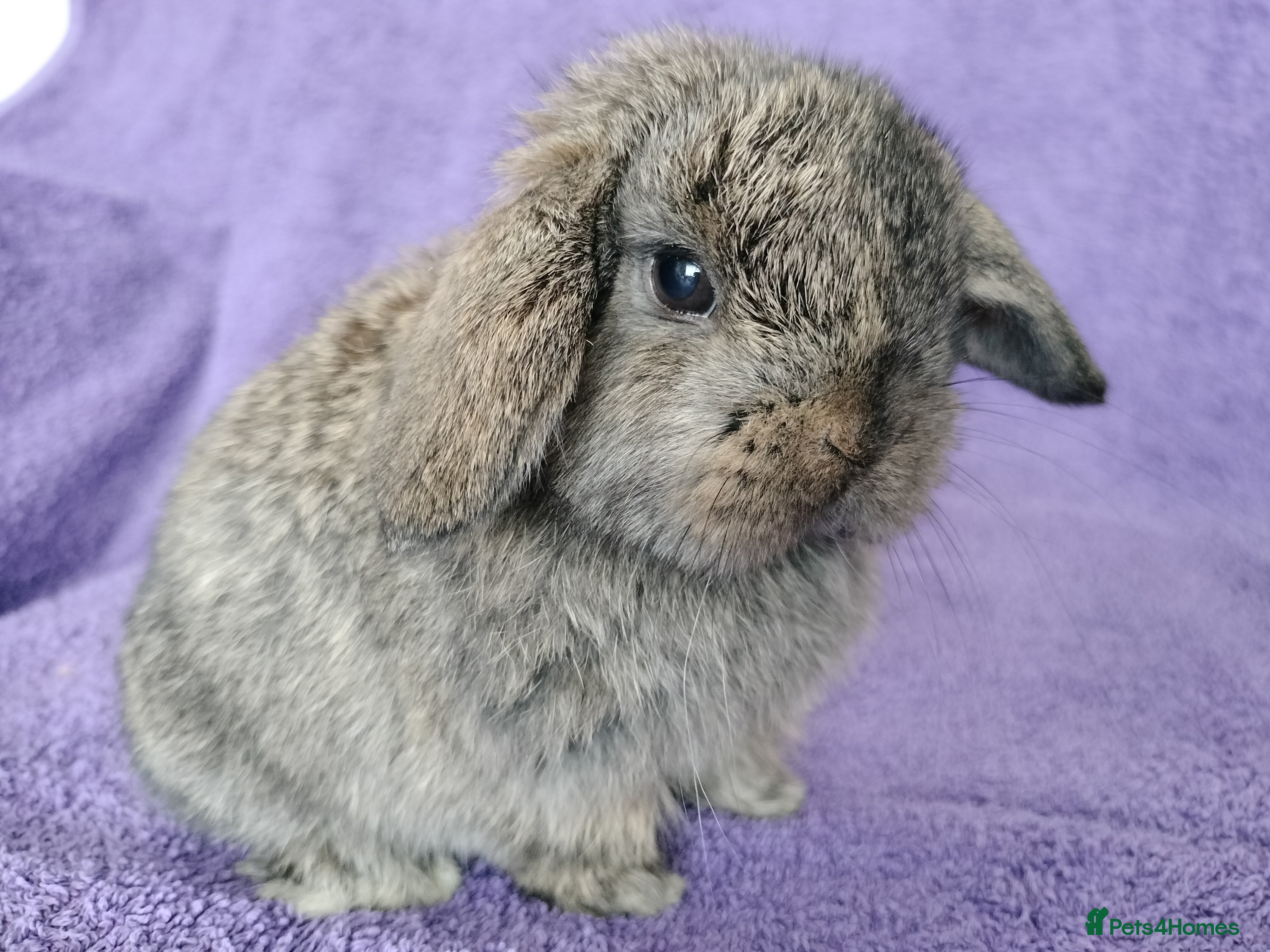 Mini Lop rabbits Baby mini lops for sale  - Advert 19