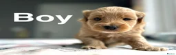 Cockapoo dogs for sale: Beautiful cockapoo boys ready on 13th July  - Advert 7