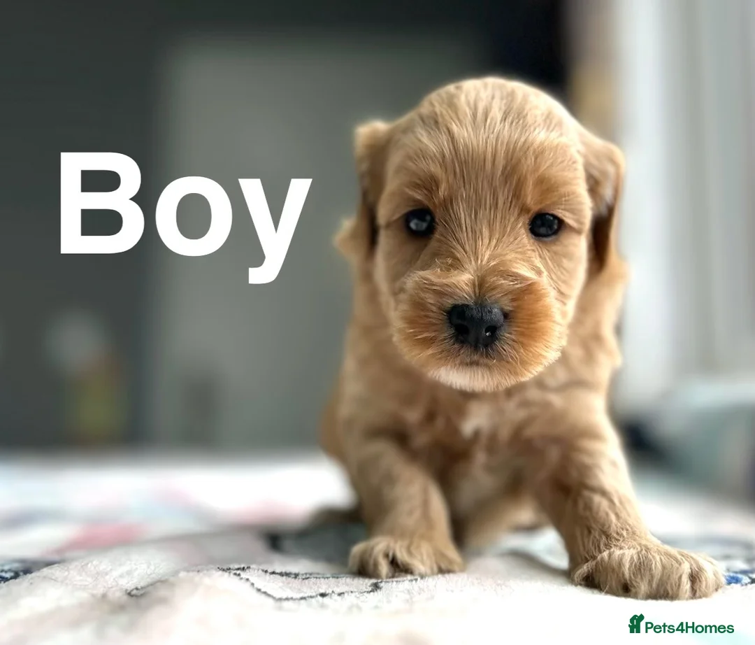 Cockapoo dogs for sale: Beautiful cockapoo boys ready on 13th July  - Advert 7
