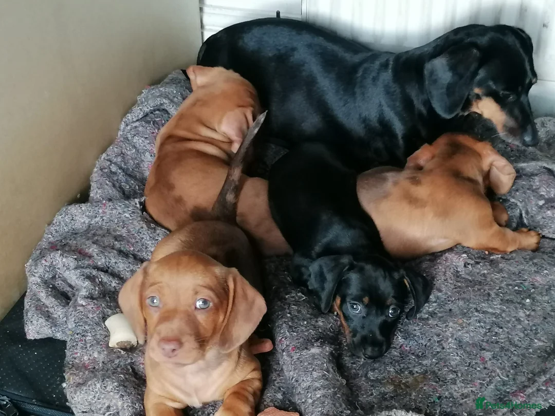 Dachshund dogs for sale: 4 Dachshund puppies !! - Advert 1