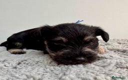 Miniature Schnauzer dogs for sale: Adorable KC registered Miniature Schnauzers - Image 6