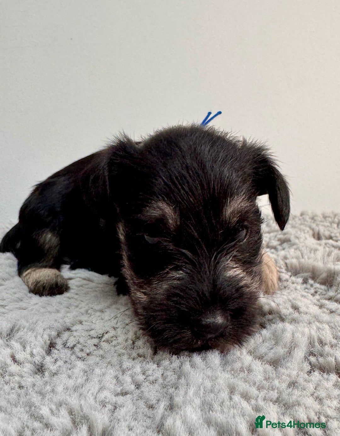 Miniature Schnauzer dogs for sale: Adorable KC registered Miniature Schnauzers - Image 6