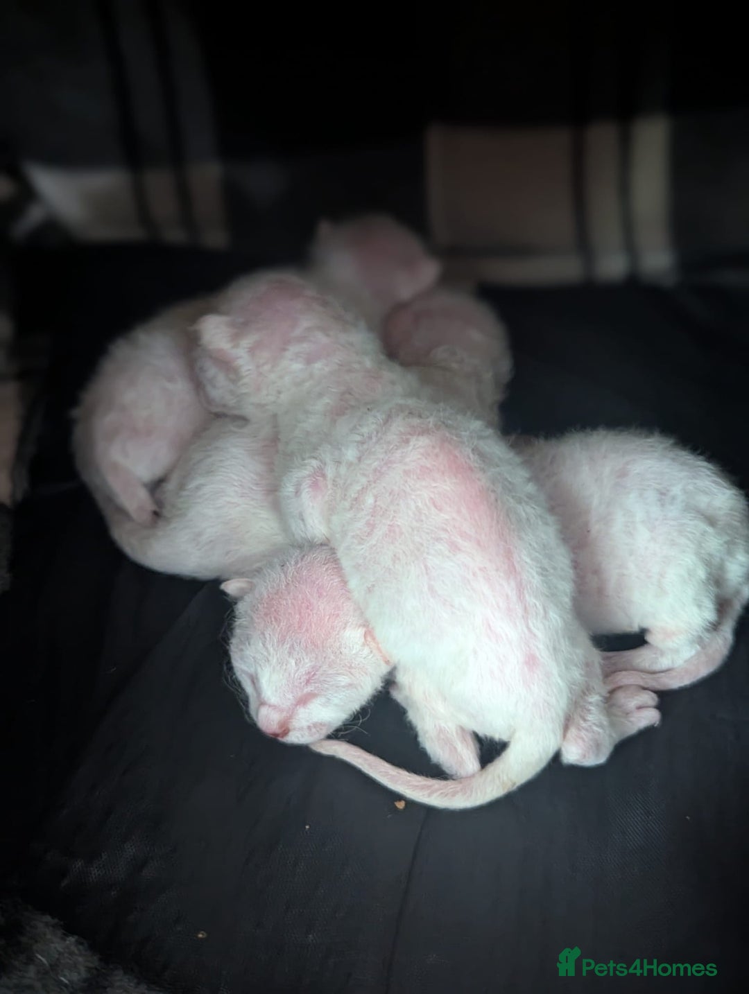 Sphynx cats for sale: Sphynx Kittens - Image 9