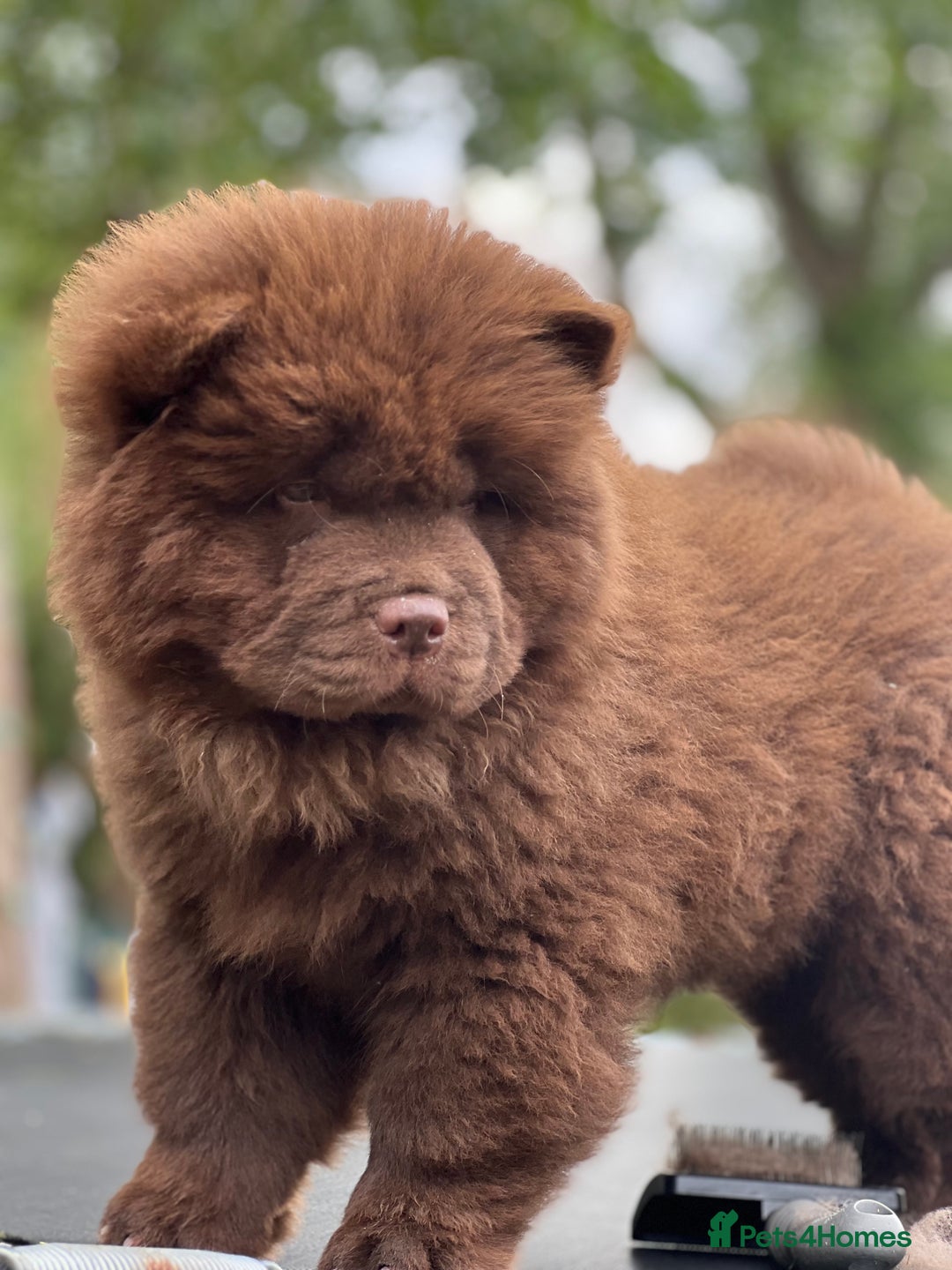 Chow Chow dogs for sale: Mr chow  - Image 4