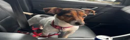 Jack Russell dogs for sale: Jack Russell bitch - Advert 6