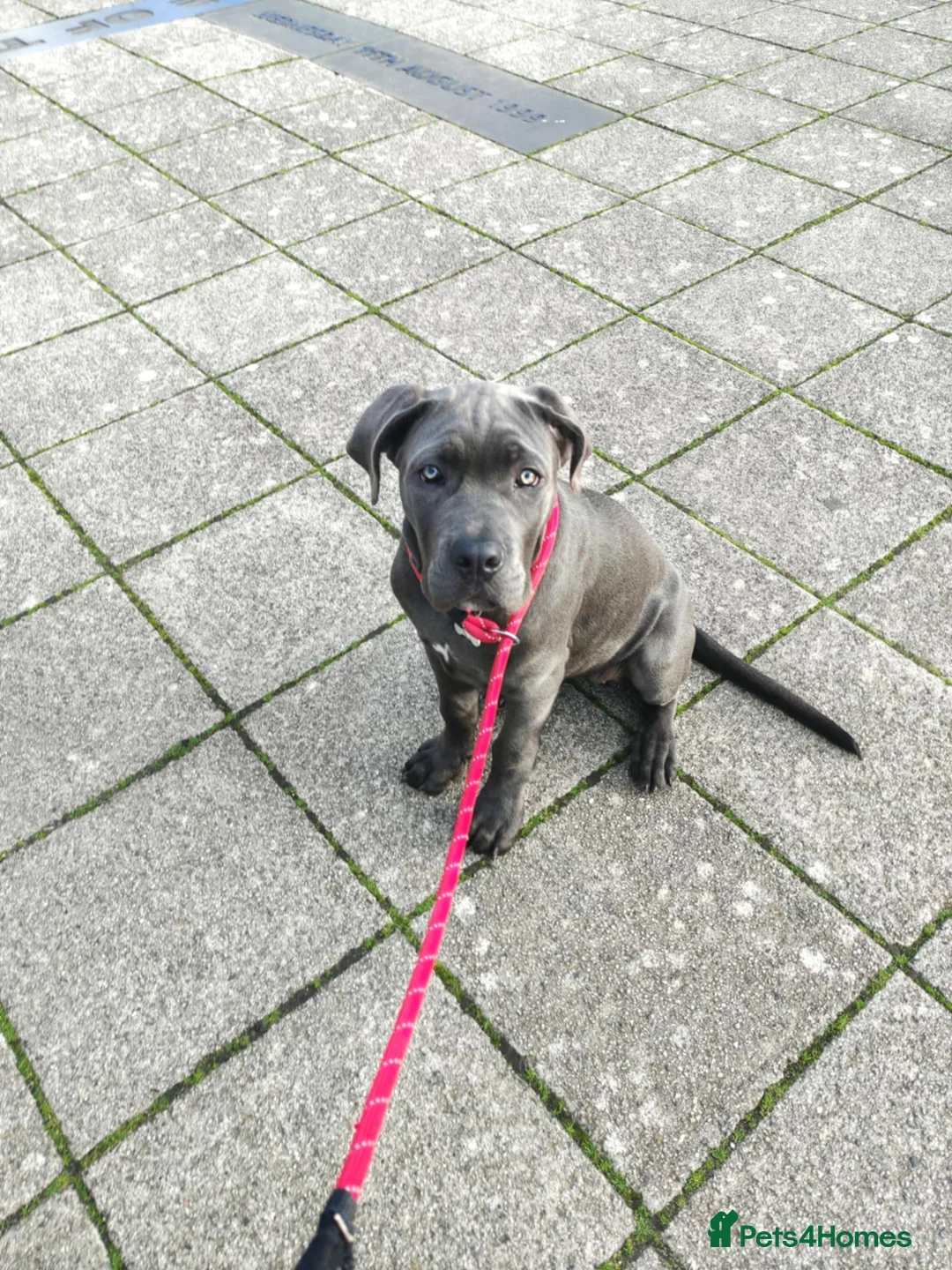 Cane Corso dogs for sale: Cane corso - Advert 11