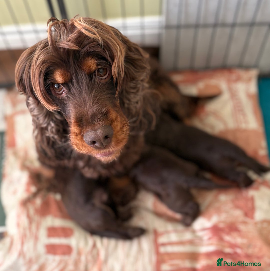 Cocker Spaniel dogs for sale: Beautiful KC English Show Cocker pups. - Advert 5