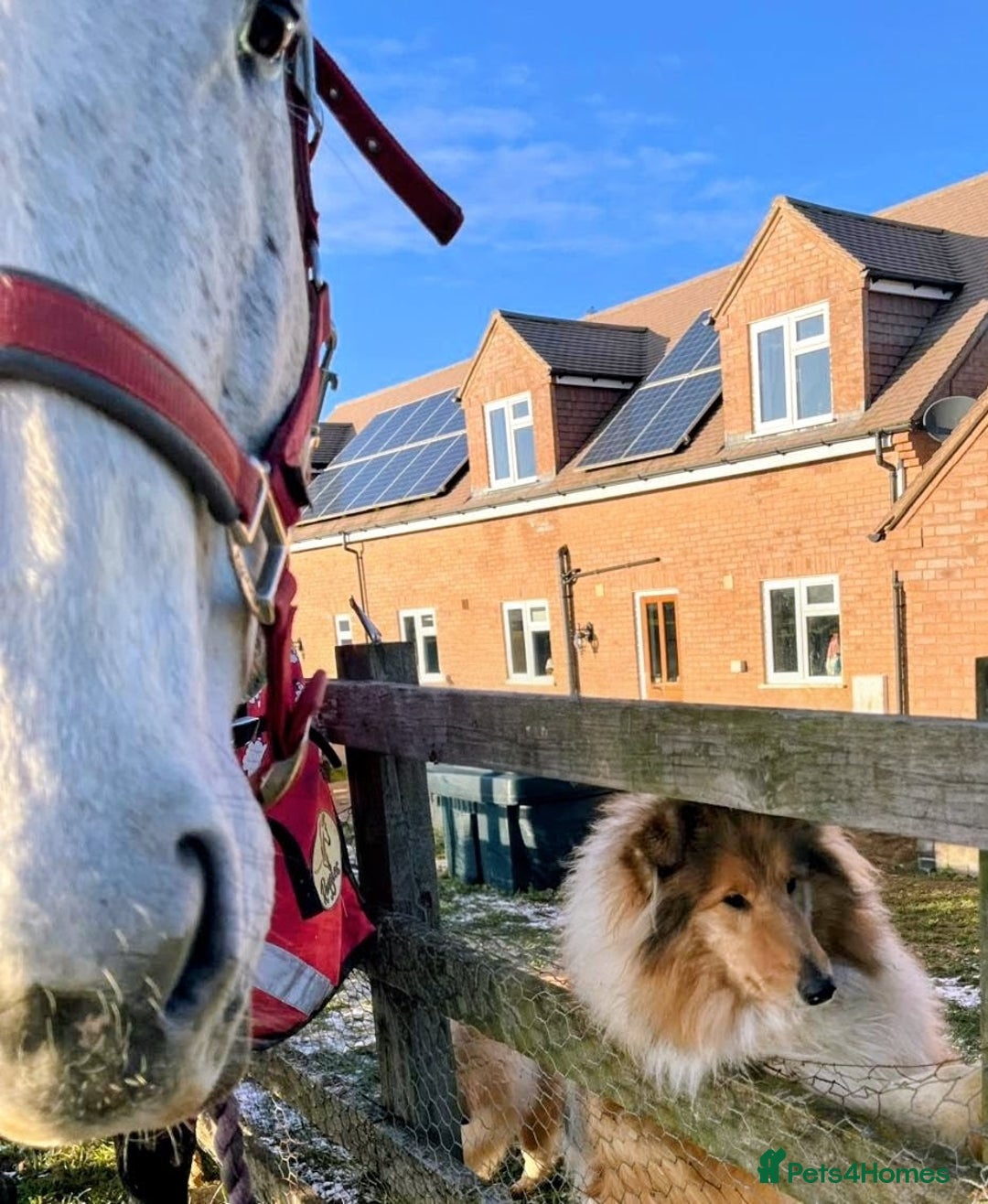 Rough Collie dogs for sale: CARRISTINA ROUGH COLLIES - Advert 4