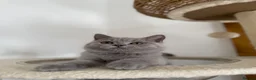 British Shorthair cats for sale: gccf Purring machine CHAMPION blood - Advert 14