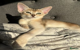Abyssinian cats for sale: GCCF registered beautiful Abyssinian kittens - Image 12